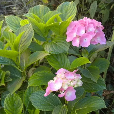 Agriturismo Bosco Fiorito Фермерский дом Муджа